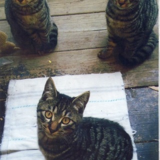 人慣れした可愛い猫（♂去勢済み）里親様再募集