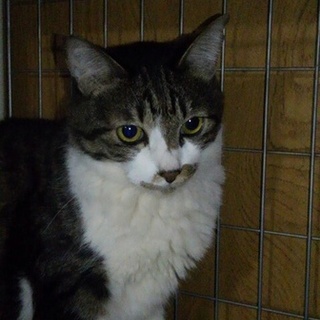 急募！長毛白黒♂去勢済