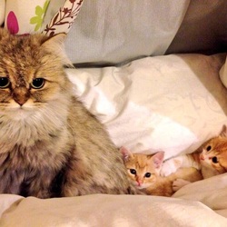 ネコちゃん達♡