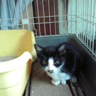 のんびりした黒白さん