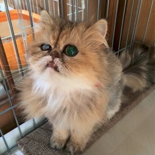 ペルシャ70号　優しいご家族募集中