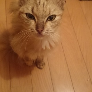 クールな瞳の甘えん坊！女の子の家族募集します！