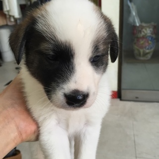 生まれたての、ジャックラッセルテリアの雑種です。