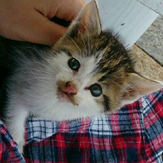 人なつっこくて甘えんぼ キジトラ白ちゃん♂