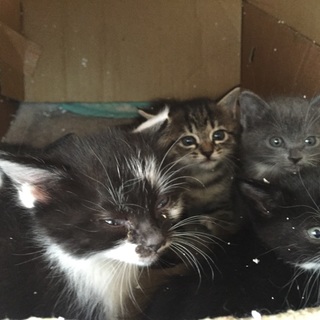 岐阜県、愛知県で里親さん探してます