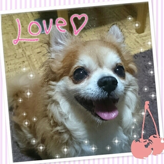 笑顔がすてきなチワワくんにご家族募集♪
