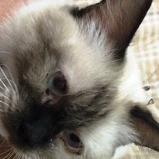 ラグドールの女の子3才