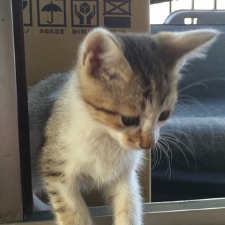 子猫4兄弟 トラ①