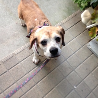 明るく穏やかないまりちゃん。里親さま募集中♪