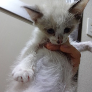 子猫の里親募集します！