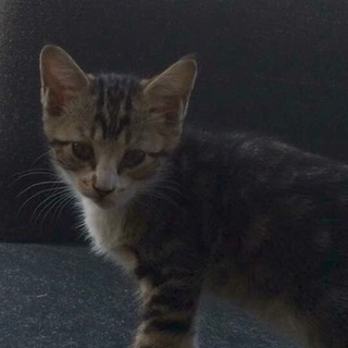 子猫4兄弟 トラ④