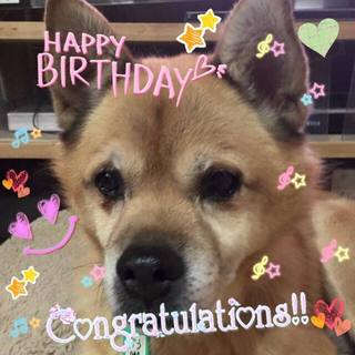 人が大好き＆まったり・川上犬ミックスのぶぅちゃん