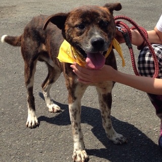 人慣れした元気いっぱいの若い男の子です！！