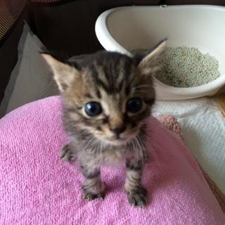 センターよりレスキューの甘えん坊の寅男ちゃん