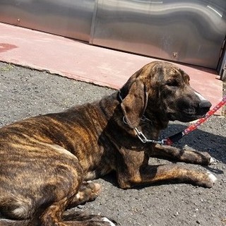 緊急募集！！少し怖がりだけど素直でいい子の大型犬