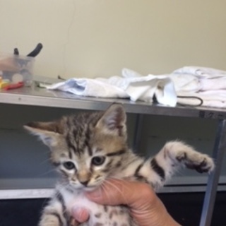 センター収容の可愛いキジトラ＆ハチワレ２兄弟 