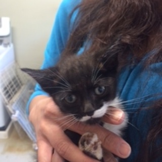 センターの一般譲渡対象になりました。