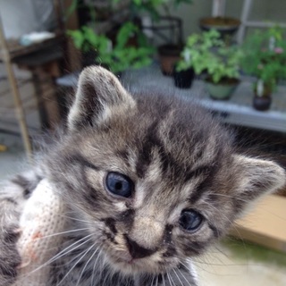 産まれて間もない野良です。