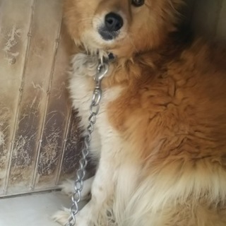 【至急募集】大人しい性格のわんちゃんです！