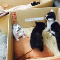 野良の子猫  締切