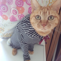 「スズさんの憂鬱」サムネイル2