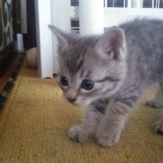野良猫の子猫ちゃん(雄)