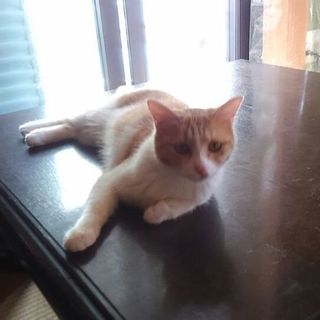 危険現場から里親募集①