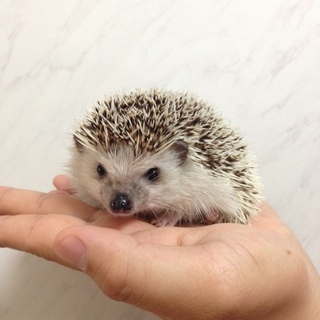 ハリネズミ♂　里親候補選考中