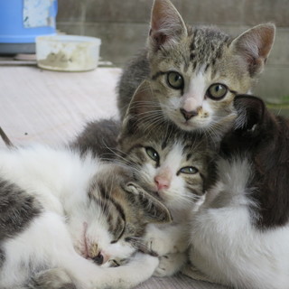 ３月生まれ子猫兄妹◆ありがとうございました！