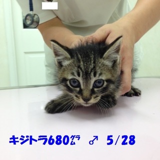 Ｈ27年4月上旬生まれニャンコ3兄弟