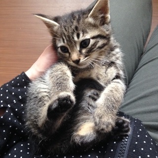 Ｈ27年4月上旬生まれニャンコ3兄弟