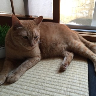 【保護猫】男の子