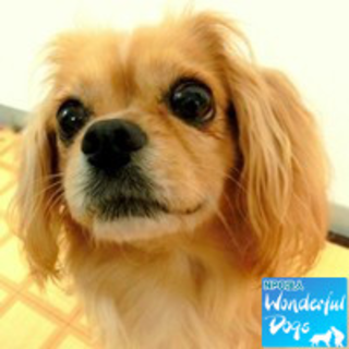 「茶太郎」推定９～１０歳♂