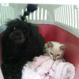 子猫の里親さん募集中です！！