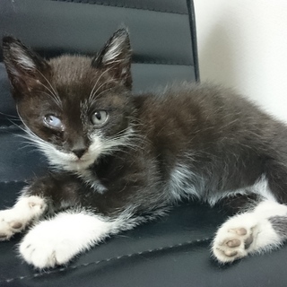 野良の白黒の子猫ちゃん♀