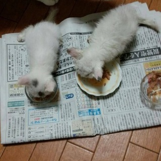 生後一ヶ月くらいの仔猫ちゃんです