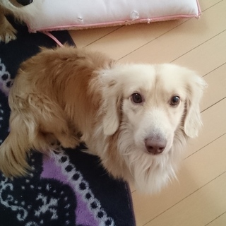 甘えん坊ダックス君♪