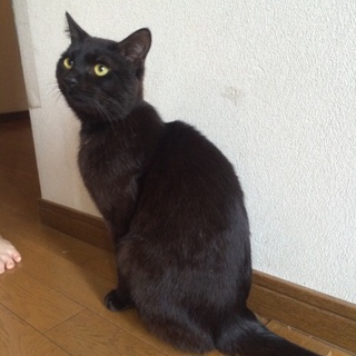 黒猫ちゃんの里親募集