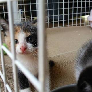 白黒のハチワレと三毛猫の三姉妹