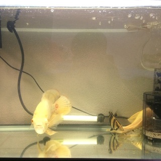 古代魚達の里親募集