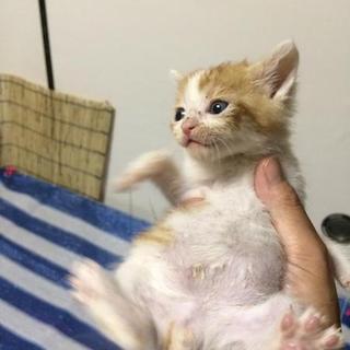 背中にＣマーク、かわいい子猫です☆