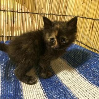 顔の模様が特徴的なかわいい子猫です☆