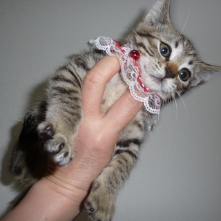 この子の家族になって下さい