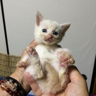 耳としっぽがうっすら茶色の白ちゃんです☆