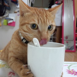 「吉備丸大好きな牛乳事情」サムネイル2