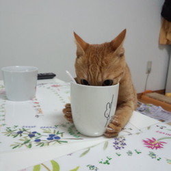 「吉備丸大好きな牛乳事情」サムネイル3