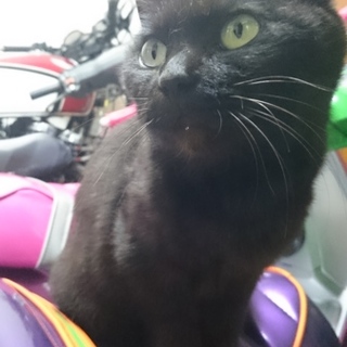 野良の真っ黒猫ちゃんです。