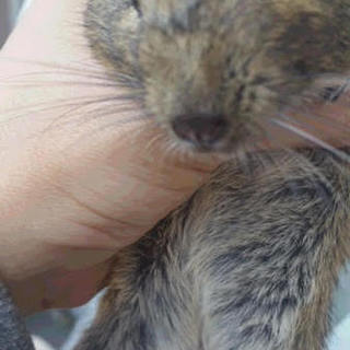 デグーマウス里親募集