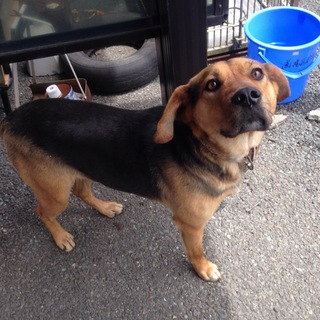 期限切迫！！ビーグル系黒茶筋肉質な男の子です。