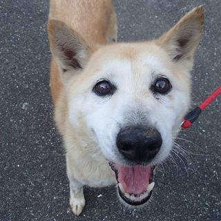 愛護団体で保護し、里親募集中です。